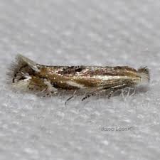 Attēlu rezultāti vaicājumam “Bucculatricidae”