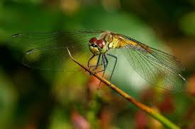 Attēlu rezultāti vaicājumam “Sympetrum sanguineum male”