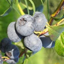 Attēlu rezultāti vaicājumam “Thymus pulegioides fruit”