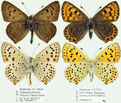 Attēlu rezultāti vaicājumam “Lycaena tityrus”