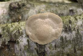 Attēlu rezultāti vaicājumam “Hapalopilus nidulans”