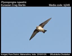 Image result for Ptyonoprogne rupestris