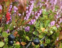 Attēlu rezultāti vaicājumam “Calluna vulgaris fruit”