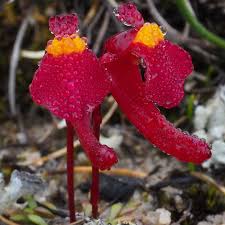 Image result for Utricularia