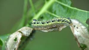 Attēlu rezultāti vaicājumam “Pterostoma palpina larva”