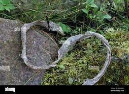 Image result for Ringelnatter