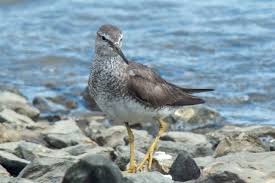 Image result for Tringa brevipes