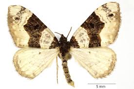 Attēlu rezultāti vaicājumam “Cosmorhoe ocellata”