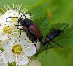 Attēlu rezultāti vaicājumam “Paracorymbia maculicornis”