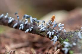 Attēlu rezultāti vaicājumam “Arcyria cinerea”