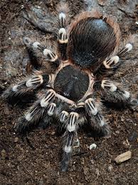 Znalezione obrazy dla zapytania geniculata