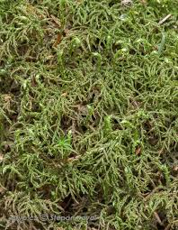 Attēlu rezultāti vaicājumam “Hylocomiastrum umbratum”