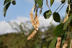 Attēlu rezultāti vaicājumam “Laburnum alpinum fruit”