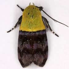 Attēlu rezultāti vaicājumam “Oecophoridae”