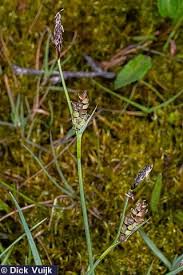 Attēlu rezultāti vaicājumam “Carex panicea”
