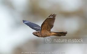 Attēlu rezultāti vaicājumam “Caprimulgus europaeus”