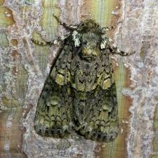 Attēlu rezultāti vaicājumam “Craniophora ligustri larva”