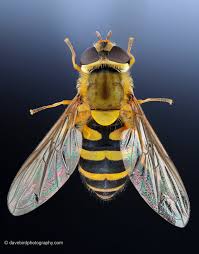 Attēlu rezultāti vaicājumam “Syrphus sp.”