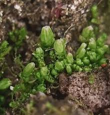 Attēlu rezultāti vaicājumam “Isopaches bicrenatus”