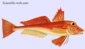 Image result for Chelidonichthys cuculus
