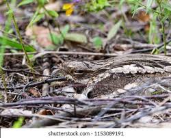 Attēlu rezultāti vaicājumam “Caprimulgus europaeus nest”