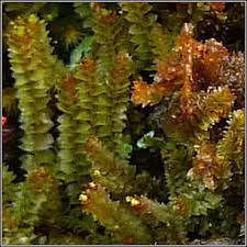 Attēlu rezultāti vaicājumam “Lophozia ventricosa”