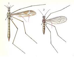 Attēlu rezultāti vaicājumam “Trichocera regelationis”