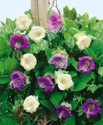 Image result for Glockenrebe