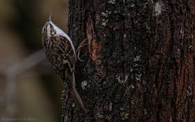 Attēlu rezultāti vaicājumam “Certhia familiaris adult”