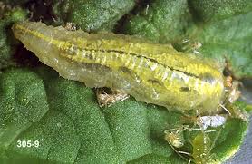 Attēlu rezultāti vaicājumam “Syrphus sp. larva”