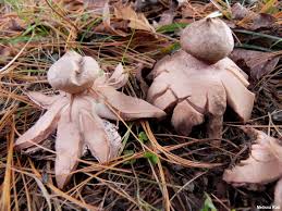 Attēlu rezultāti vaicājumam “Geastrum”