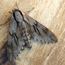 Attēlu rezultāti vaicājumam “Sphinx pinastri”