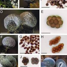 Attēlu rezultāti vaicājumam “Badhamiopsis ainoae sessile”