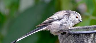 Attēlu rezultāti vaicājumam “Aegithalos caudatus”