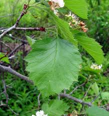 Attēlu rezultāti vaicājumam “Crataegus submollis fruit”