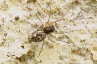 Attēlu rezultāti vaicājumam “Neottiura bimaculata”