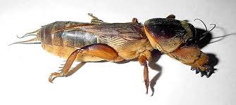 Attēlu rezultāti vaicājumam “Gryllotalpa gryllotalpa”