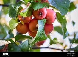 Attēlu rezultāti vaicājumam “Malus prunifolia fruit”