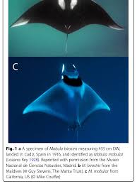 Image result for Mobula birostris