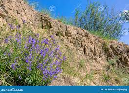 Image result for Dracocephalum moldavicum