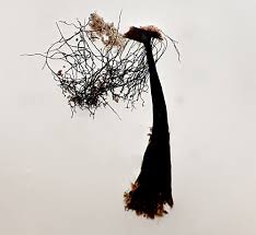 Attēlu rezultāti vaicājumam “Enerthenema papillatum”