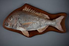 Image result for Pagrus auratus