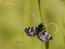 Attēlu rezultāti vaicājumam “Adelidae”