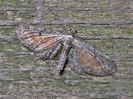 Attēlu rezultāti vaicājumam “Eupithecia icterata”