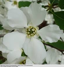 Attēlu rezultāti vaicājumam “Exochorda giraldii var. wilsonii”