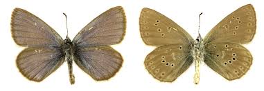 Attēlu rezultāti vaicājumam “Maculinea alcon”