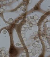 Attēlu rezultāti vaicājumam “Cribraria macrocarpa”