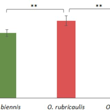 Attēlu rezultāti vaicājumam “Oenothera rubricauli flower”