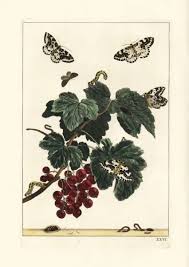 Attēlu rezultāti vaicājumam “Abraxas grossulariata pupa”