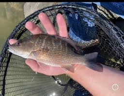 Image result for Lutjanus griseus